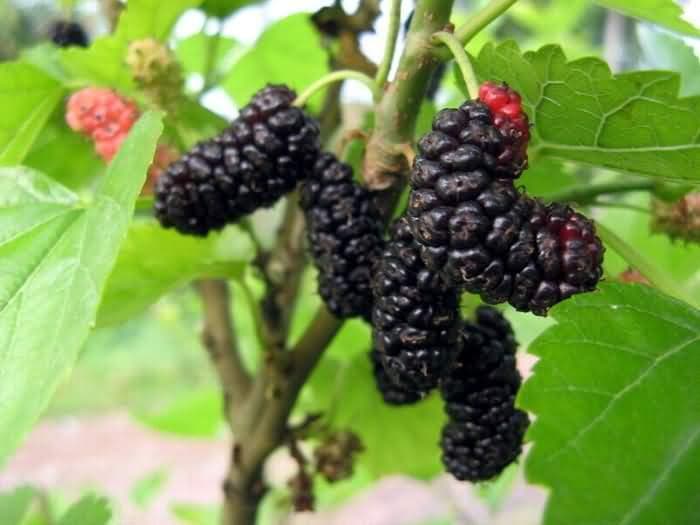 桑椹：营养价值与食用指南