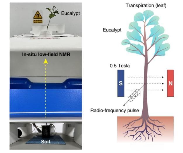 东华大学武培怡团队揭示树木水分传输新机制：螺旋文丘里分子泵助力无摩擦长距离输水