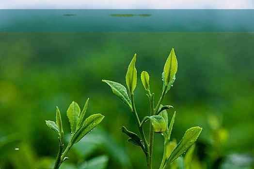 探索椰子茶的多重功效与全面健康益处