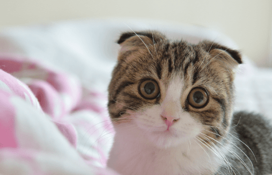 刚满月的小猫怎么喂养？宠物医生在线咨询