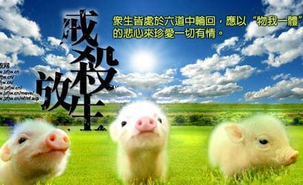 佛教中的"杀生"：一个复杂而深刻的伦理命题