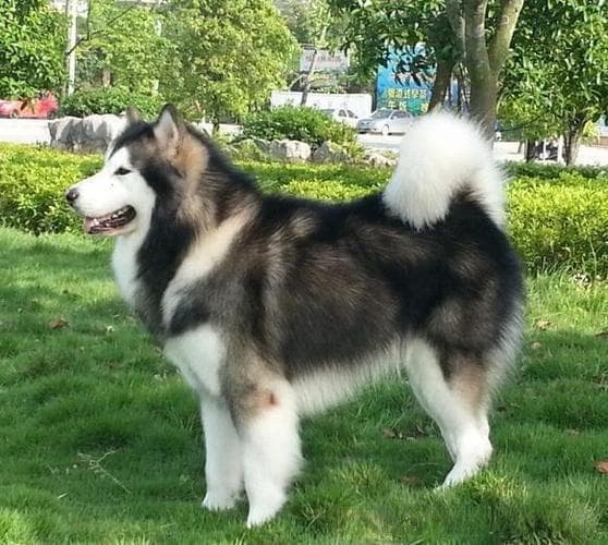 呆萌可爱的大型犬-阿拉斯加