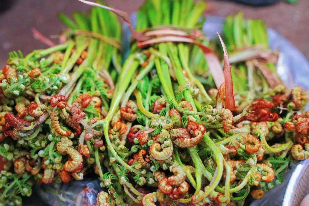 文山人饭桌上的春天：七种野菜的美味与乡愁