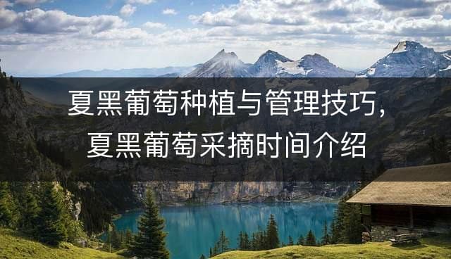 夏黑葡萄种植与管理技巧，夏黑葡萄采摘时间介绍