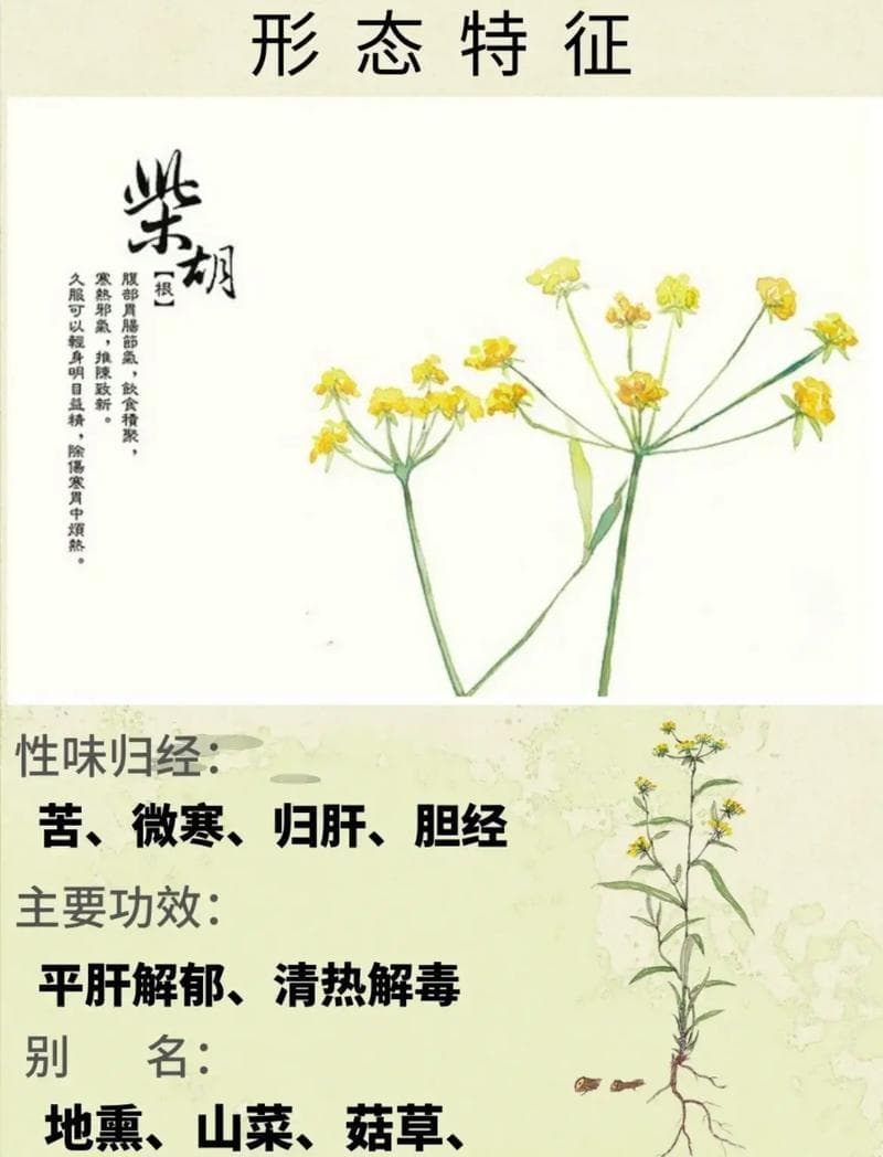 解表退热又疏肝，狭叶柴胡的六大功效与应用