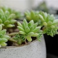 竹鼠鼹鼠土拨鼠有什么区别
