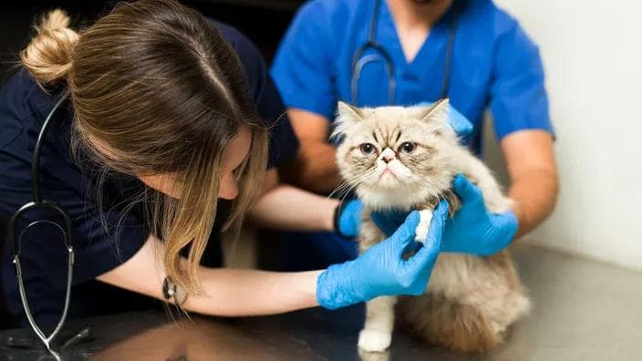 猫咪隐藏痛苦的 14 个微妙迹象，你注意到了吗？
