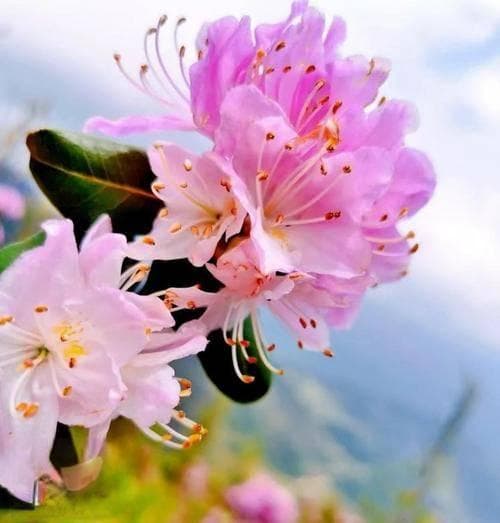 杜鹃花：光影交错中的生长秘密，一文掌握其光照偏好与养护技巧