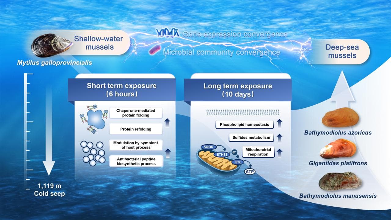 研究团队合作揭示浅海贻贝在深海极端环境的早期适应机制