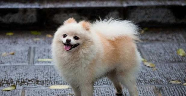 训练你的宝贝博美犬，培养三大宝
