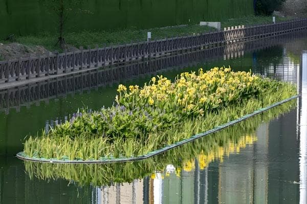 景观河湖水生态浮岛技术原理及水生植物选择讲解