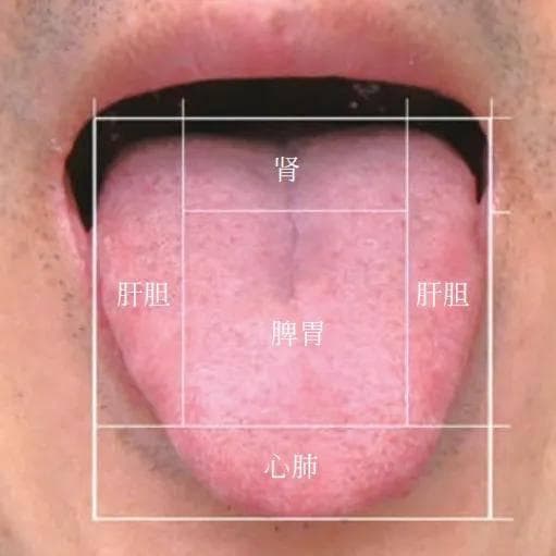 中医舌诊入门，通过看舌头了解身体情况