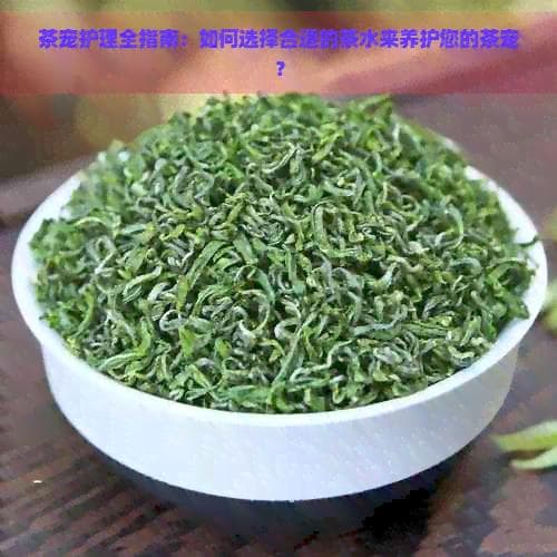茶宠护理全指南：如何选择合适的茶水来养护您的茶宠？