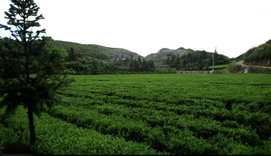 湖南安化县茶旅文体康深度融合 助力乡村振兴
