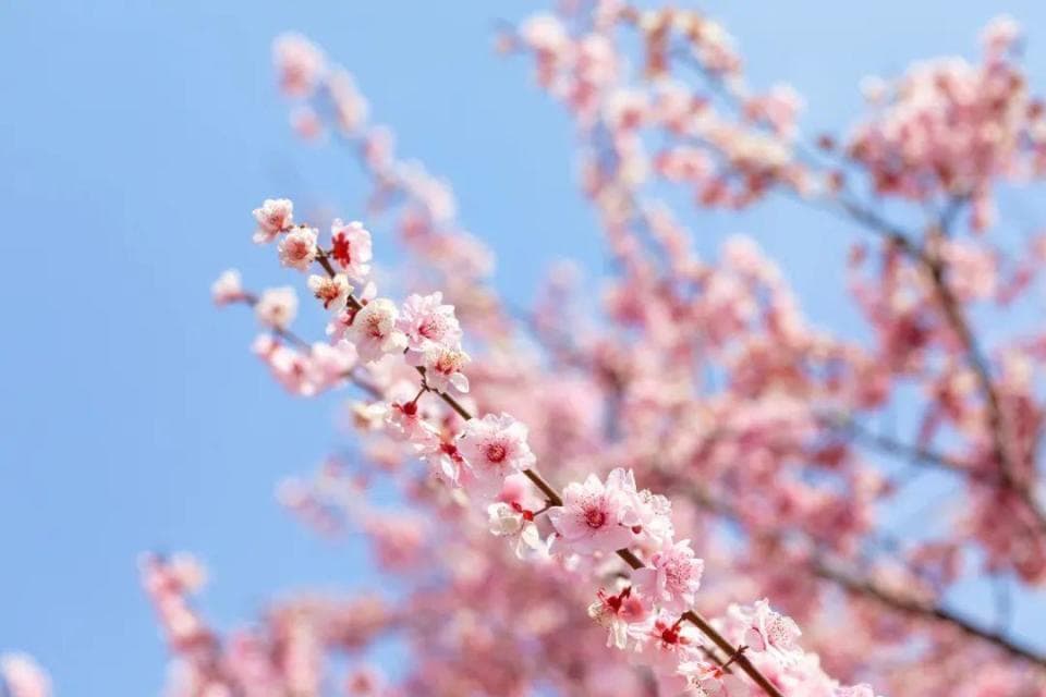 郑州春游好去处！这些公园大部分免费开放，快带上家人朋友一起去感受春日的美好吧！