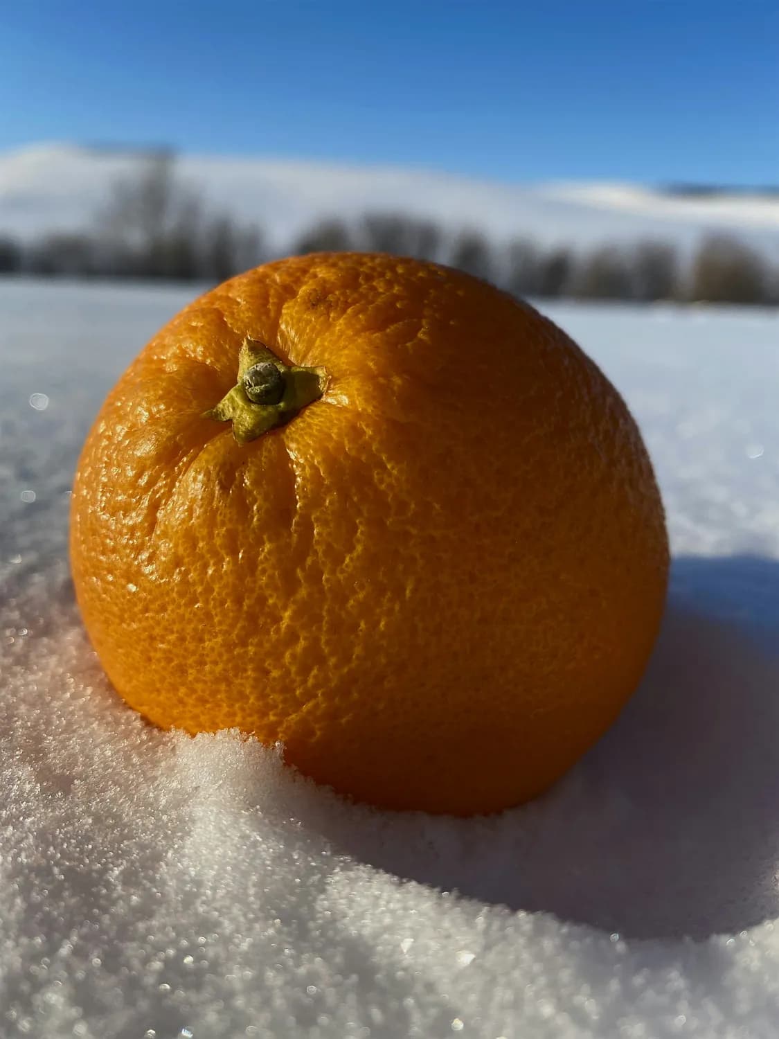 广西砂糖橘牵手哈尔滨冰雪：一场跨越千里的南北大联欢
