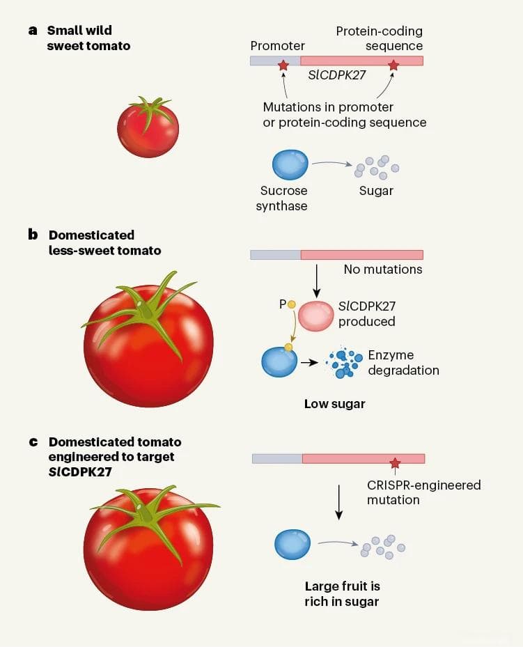CRISPR编辑西红柿又大又甜！《自然》by中国农业科学院深圳分院