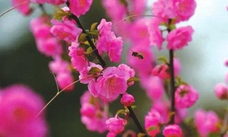 揭秘蜜蜂三大奥秘：蜇人后自杀、不飞能发声、独特视觉系统