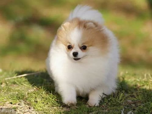 博美犬价格全解析：从几百元到数万元，影响因素大盘点