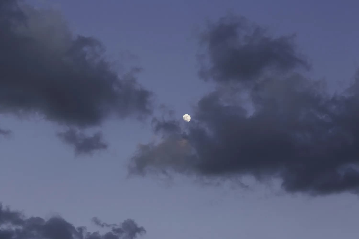 苏轼的梅花诗背后竟藏着这样的秘密？