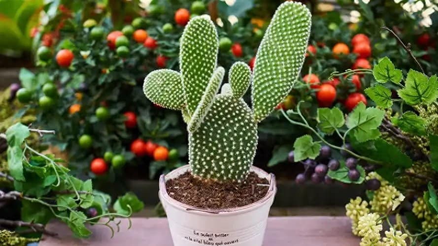 仙人掌长得快为什么小技巧（仙人掌的种植技巧）