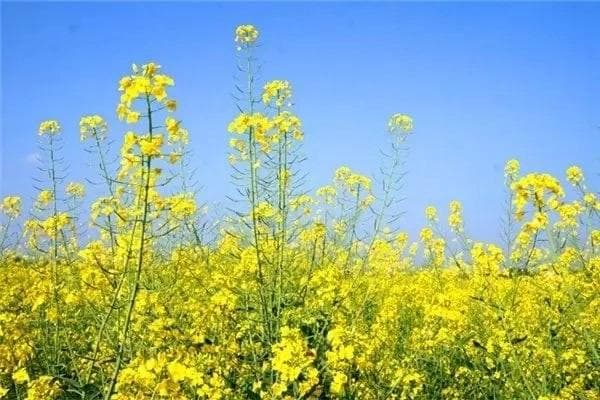 油菜花的特点：从观赏到实用的全能植物