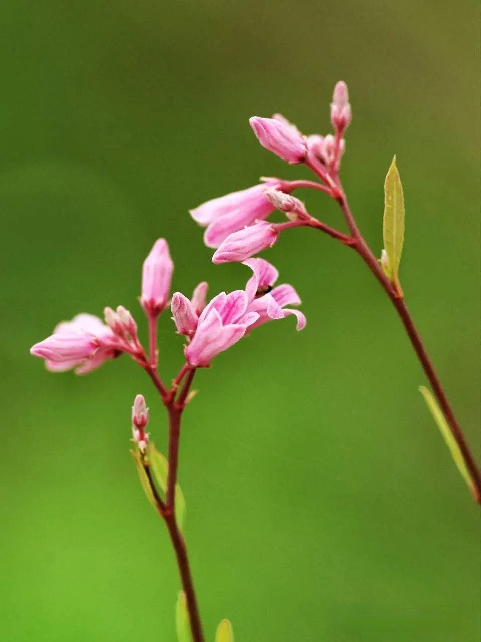 罗布麻｜别名“羊拉肚角”，这奇怪又陌生的花名，却是新疆仙草