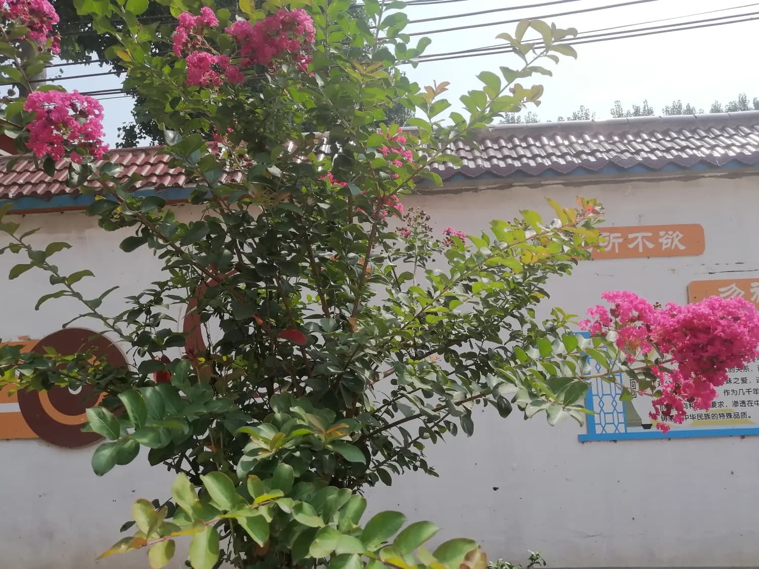 关注古诗的意象～以《清明》为例研讨