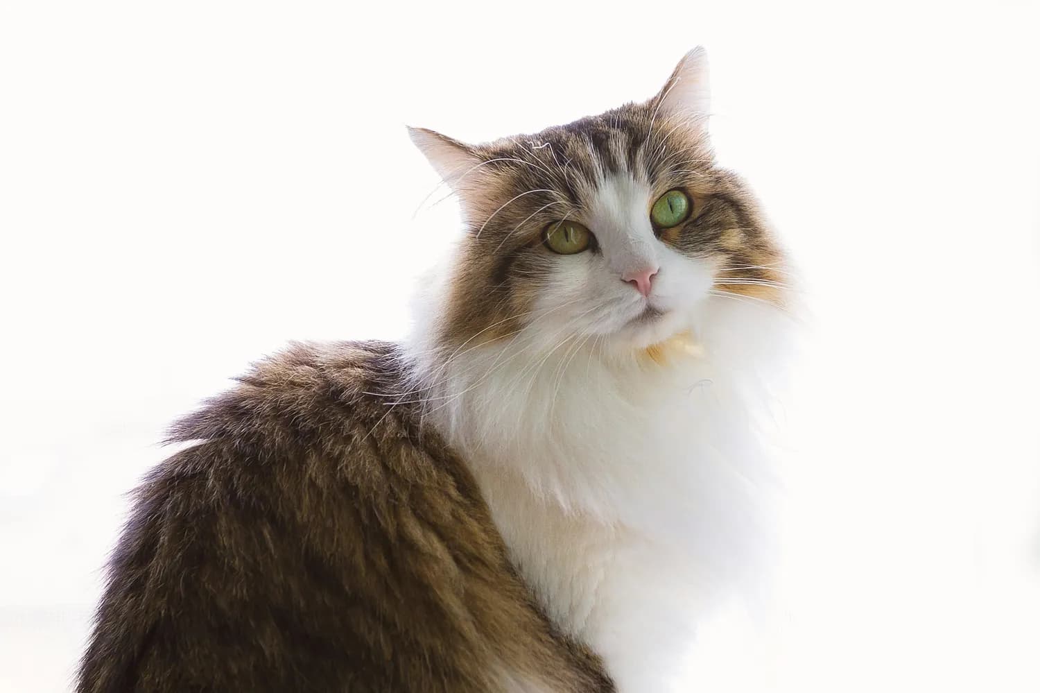 猫咪性格大揭秘：土耳其梵猫最怕生？