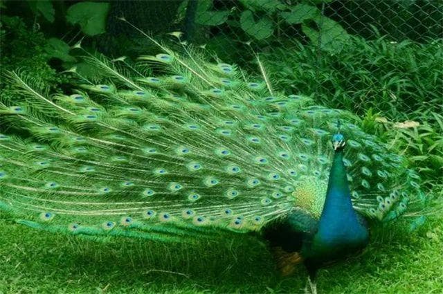 泼水节上孔雀舞，谈谈傣族孔雀舞的历史