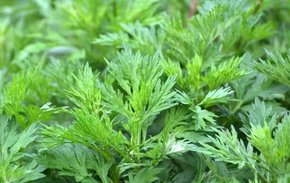 三种植物能驱蛇，种在院里蛇绕道！