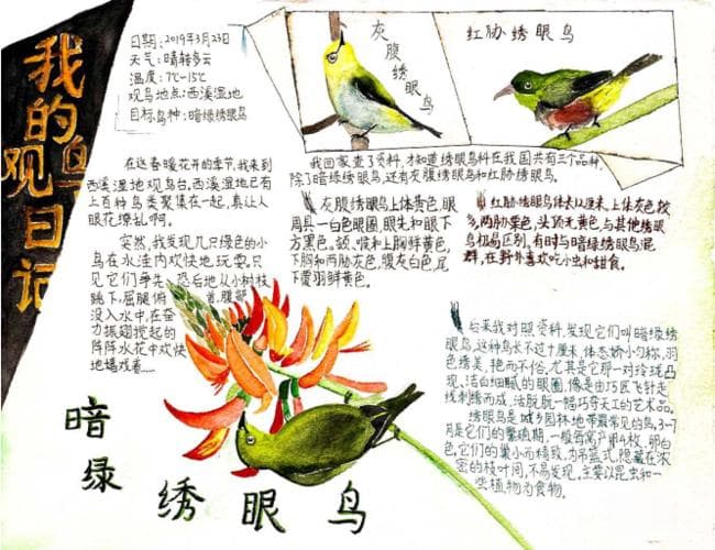 如何写鸟的观察日记？ 写出精彩的鸟类观察日记：实用指南!