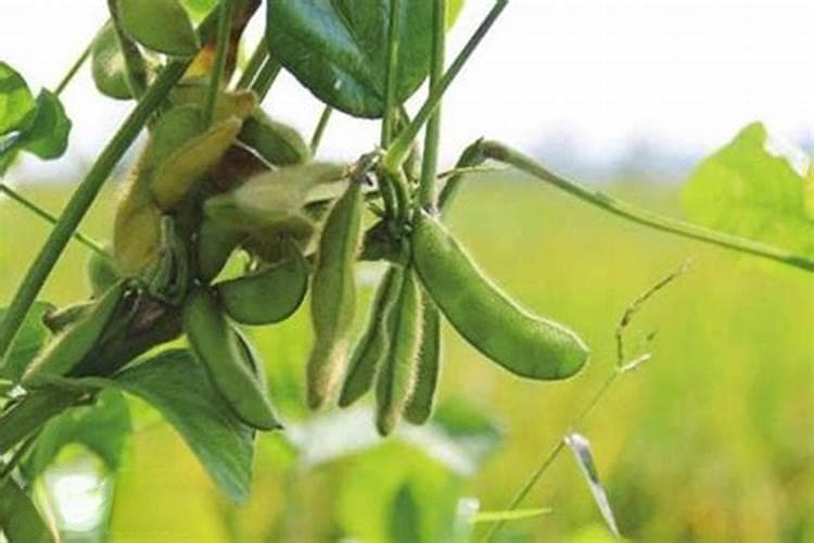 绿意盎然：谷物蔬菜毛豆夏播栽培技术揭秘