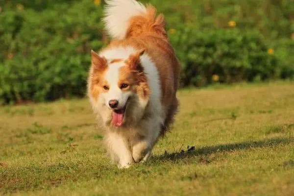 狂犬疫苗，应该给狗打还是给人打？