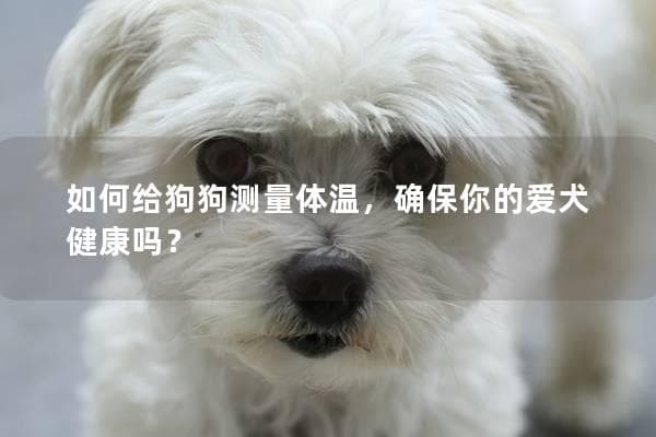 如何给狗狗测量体温，确保你的爱犬健康？