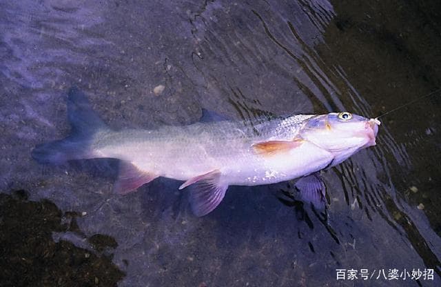 夏天钓鲤鱼、鲫鱼、草鱼，选这4个时间出门，渔获超过20斤