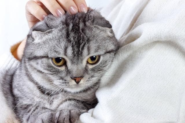 小猫身上有静电怎么办？这些实用方法帮你轻松应对