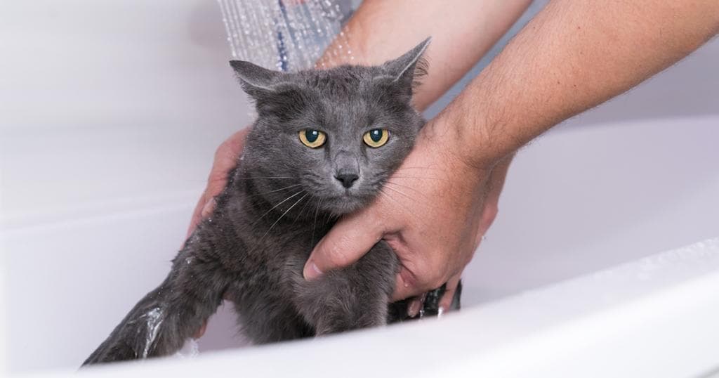 猫咪喜欢玩水却讨厌洗澡的两个原因，其中与它们“爱理毛”有关！