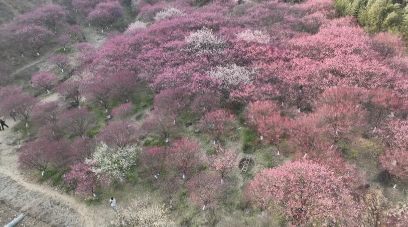 踏春赏梅正当时 “梅花谷”里寻梅香