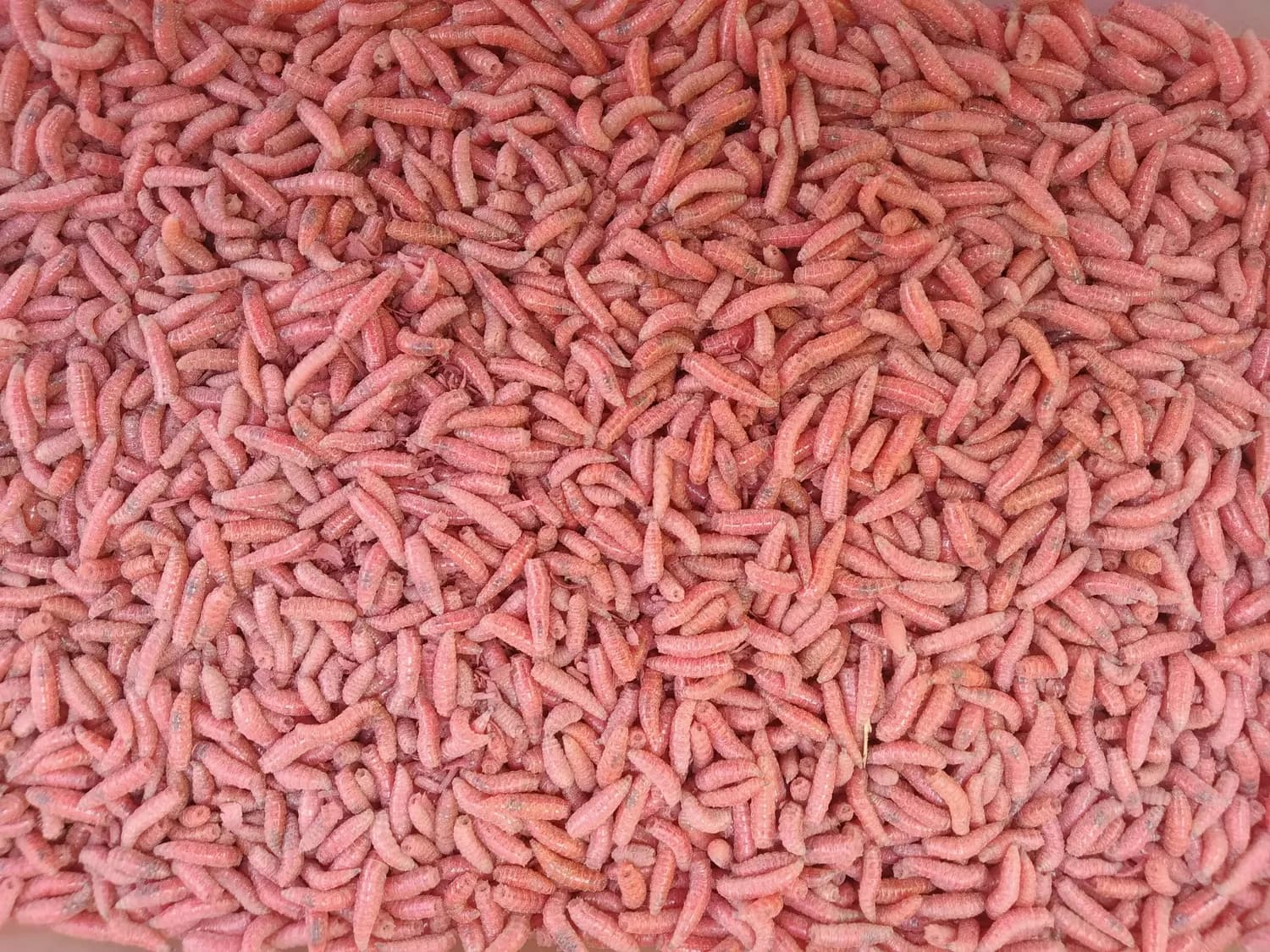 低温保存红虫，让你的宠物吃上新鲜饲料