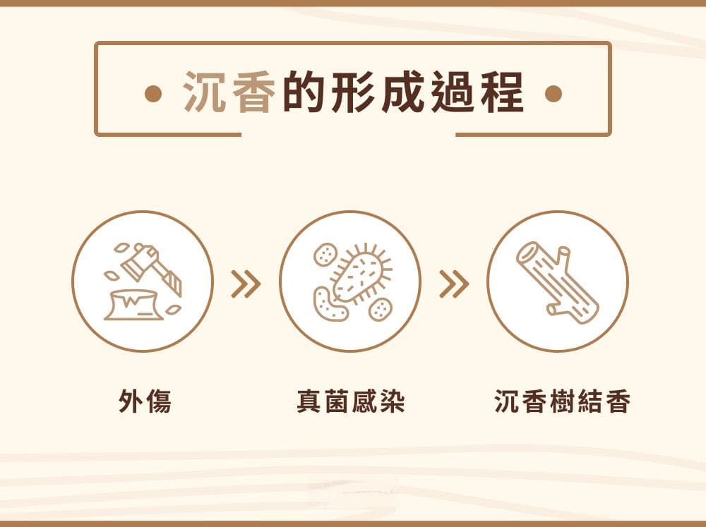 沉香：从形成到应用的全面解析