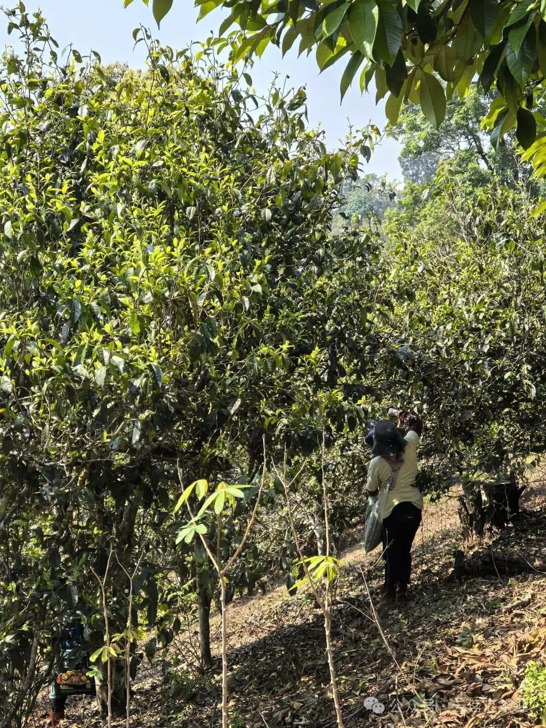 老班章普洱茶：普洱茶中的璀璨明珠