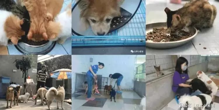 一邻守护生命，让流浪动物感受人间温暖