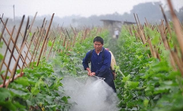 辣椒水、草木灰也能防虫？8种传统方法全解析