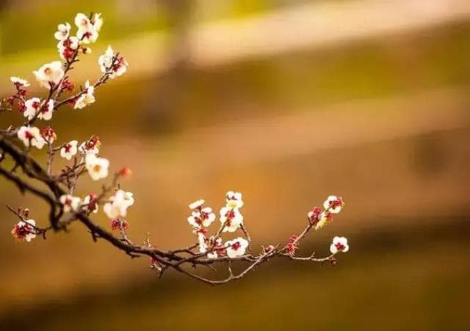 梅花：不要人夸颜色好，只留清气满乾坤