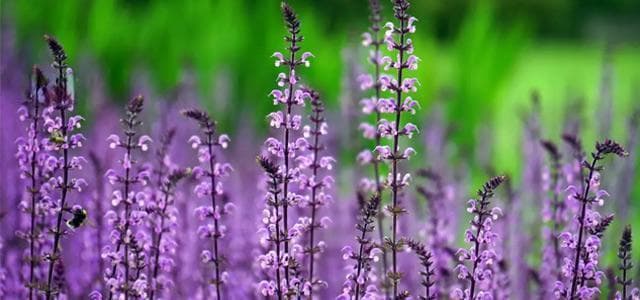 菊科植物大蓟：凉血止血、行瘀消肿的中药良材
