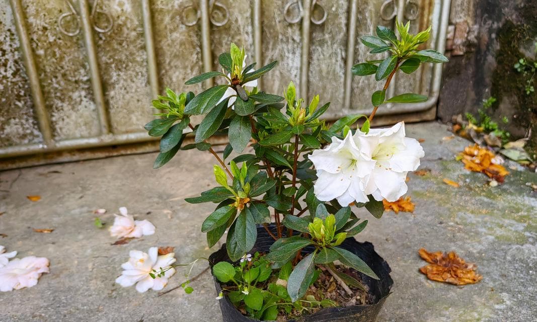 探究杜鹃花的生长习性与特点（杜鹃花是多年生植物吗？探寻杜鹃花的生态与繁殖方式）