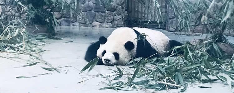 熊猫谷和熊猫基地区别