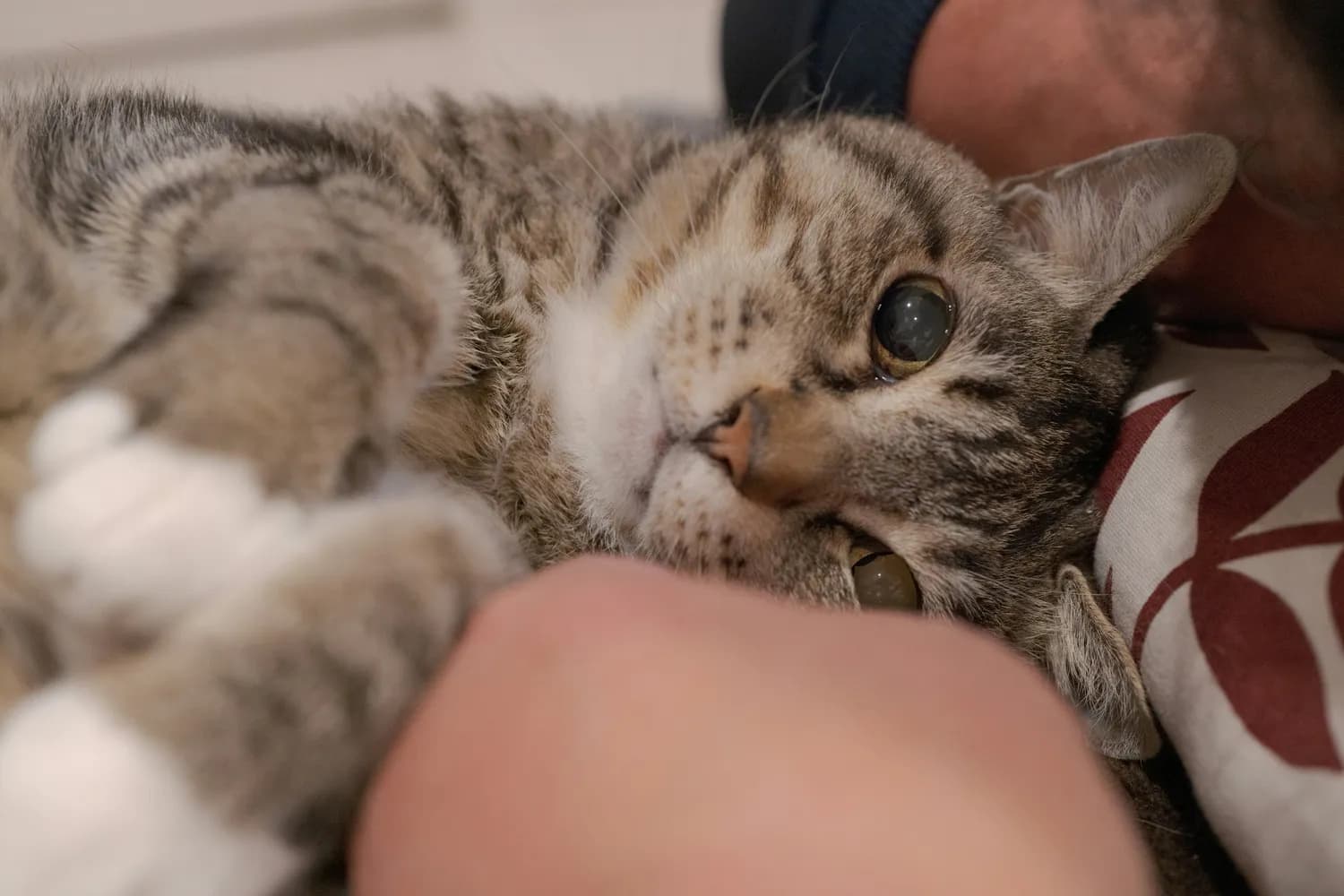 猫咪情感沟通秘籍：让喵星人秒变贴心小棉袄