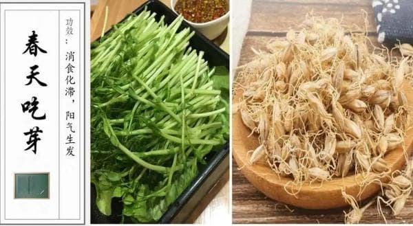 生麦芽的功效与作用（节后除湿健脾，食疗有三招）